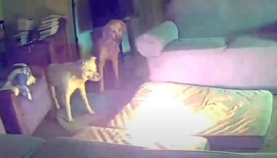 Video shows dog starting fire after chewing on lithium-ion battery