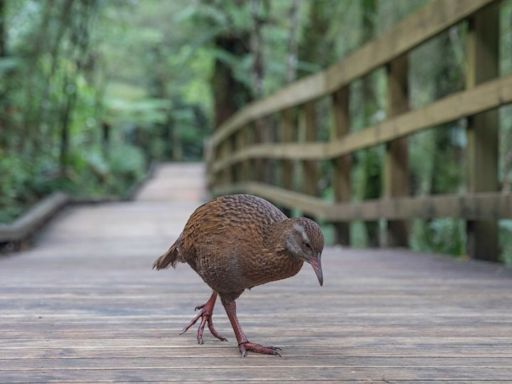 US reality show contestant kills and eats protected bird in New Zealand