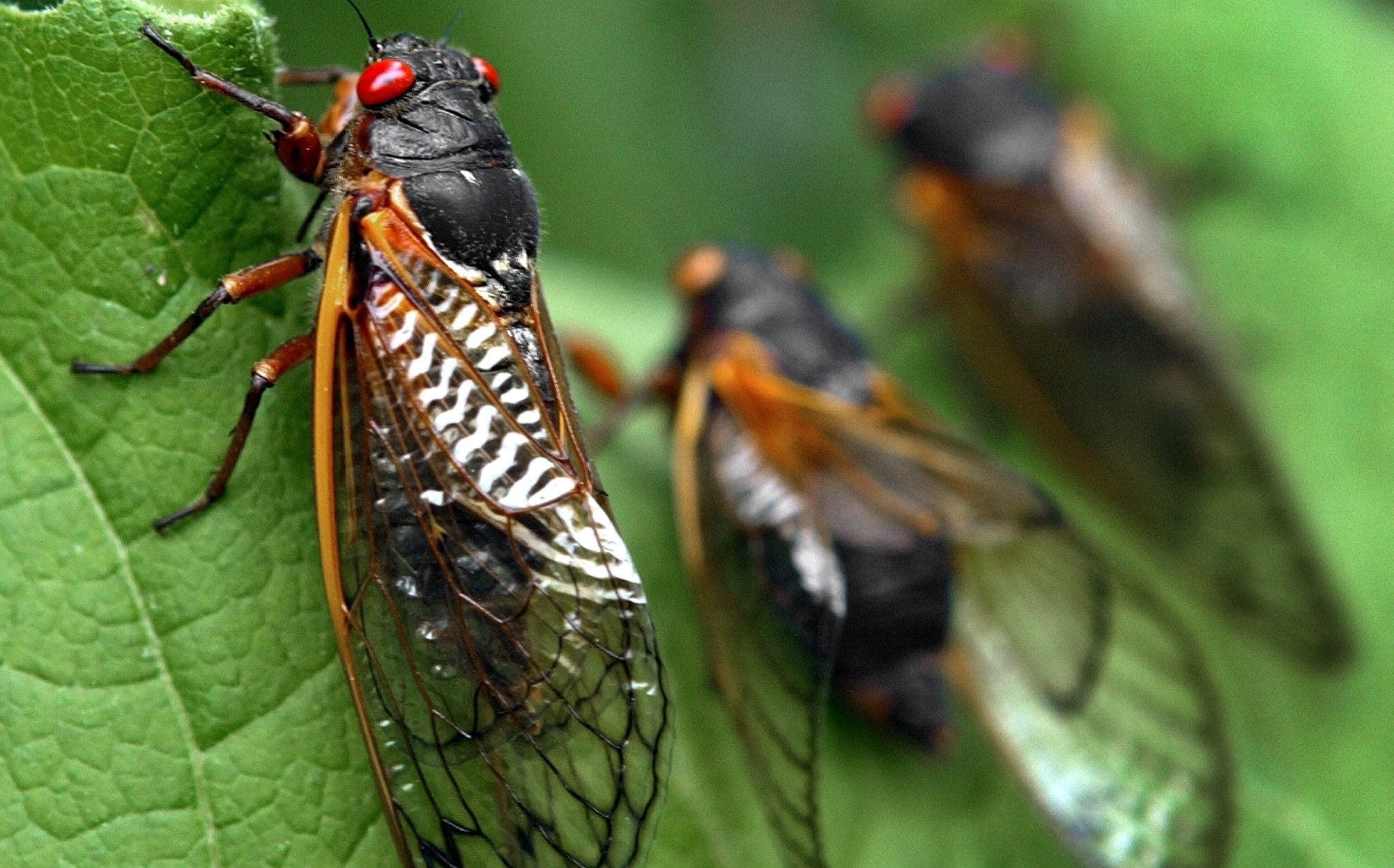 Listen: US hit by “cicada-geddon” as broods emerge from underground in rare double event