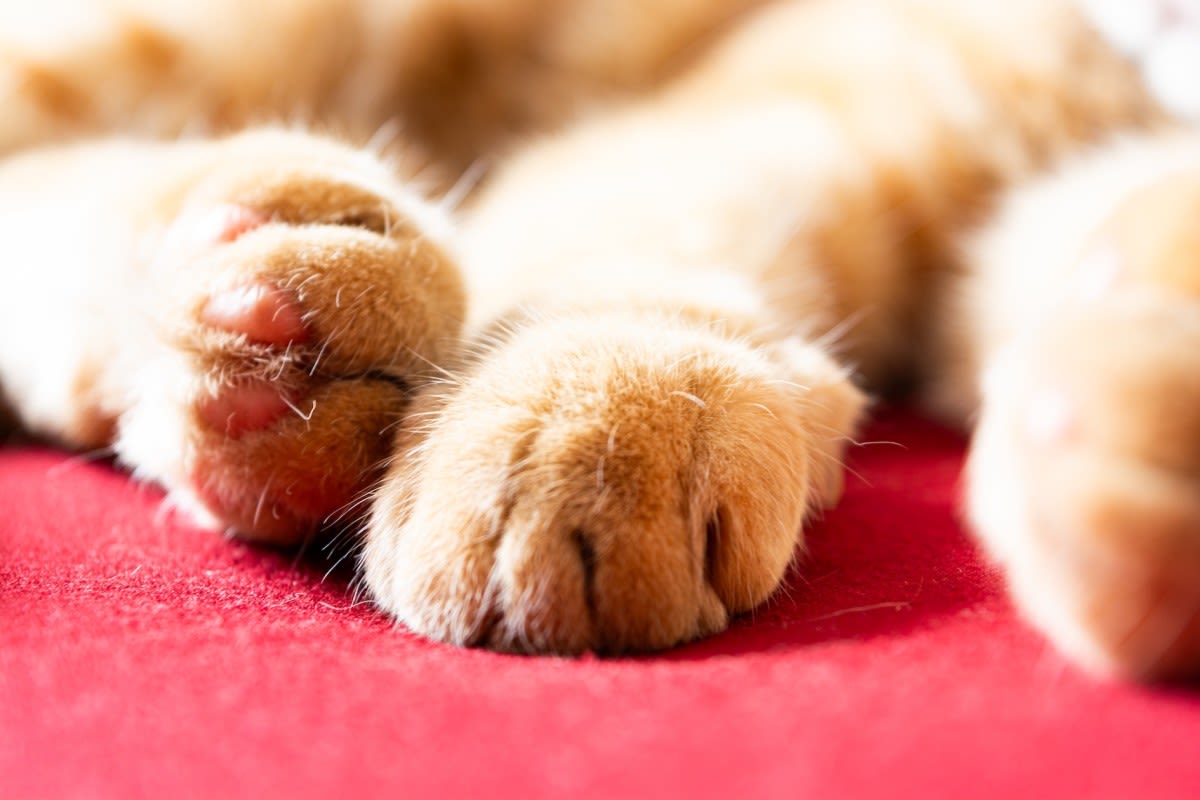 Precious Ginger Kitten Foster Shadows His Big Sister Twin in Adorable Video