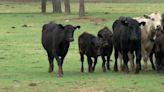 Two more bird flu cases detected in Northwest Iowa dairy herds