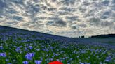 Stunning snap of a lone poppy in a field of blue near Watford