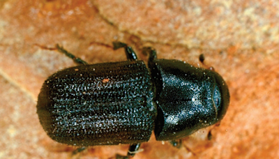 North Carolina on alert as pine beetles devastate forests in other Southern states