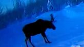 Wild Doorbell Camera Video Captures Moose Shaking Off His Antlers