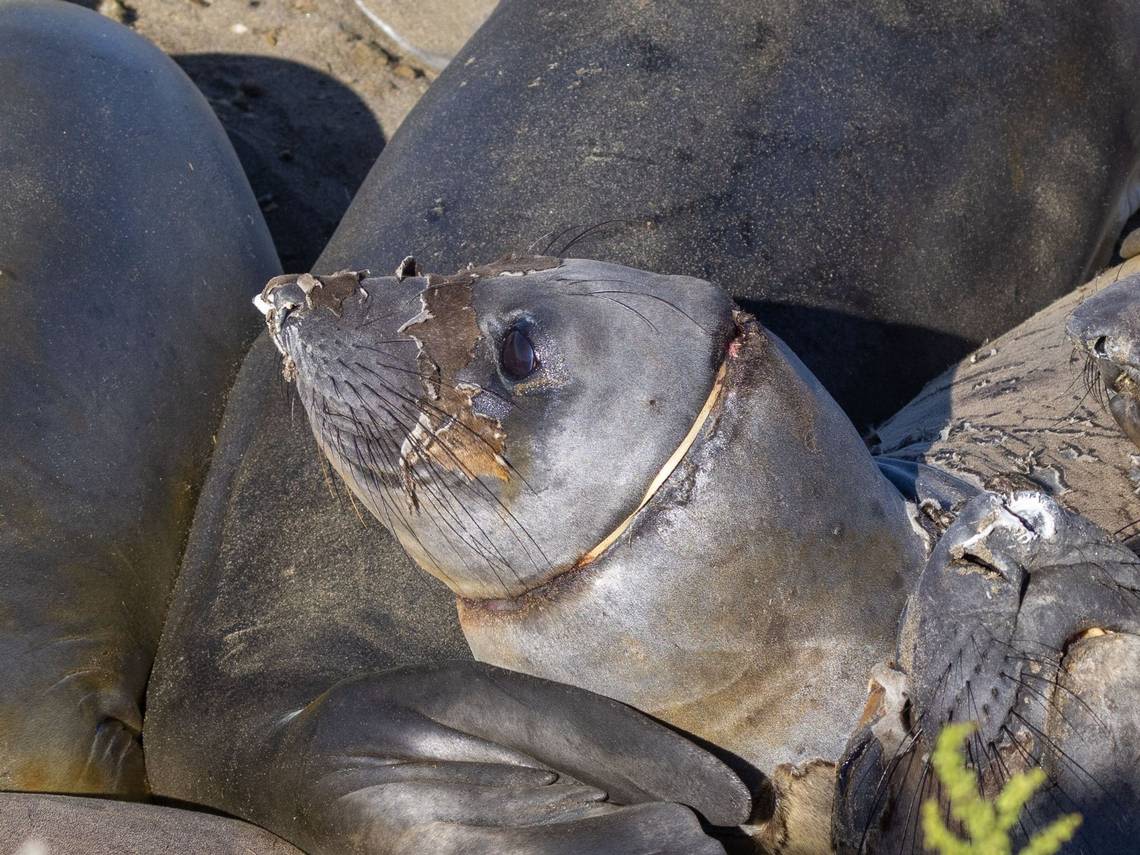 Elephant seal with plastic around neck was slowly starving. Then SLO County rescuers stepped in