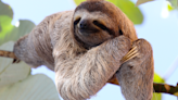 Baby Sloth at Cincinnati Zoo Falling Asleep Mid-Snack Is Epic Cuteness