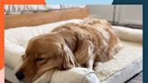 The 10 Best Dog Beds of 2024, Tested by Our Dogs