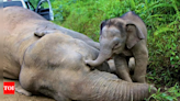 Baby elephant falls into well, mother comes to the rescue | India News - Times of India