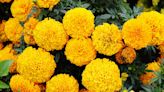 30 Companion Plants for Marigolds That Will Have You Saying Goodbye to Pests