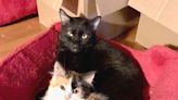 ‘Wobbly cat’ Elvis is foster king to more than 100 kittens