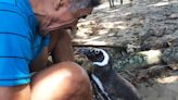 Every Year, A Penguin Surprises The Man Who Saved Him