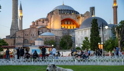 Sick of strays, Turkey weighs dog crackdown