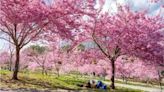 〈春節何處去〉全台三大櫻花祭接棒登場 路過特色小七別錯過