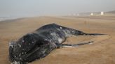 La segunda en menos de una semana: las hipótesis sobre las causas de la muerte de la ballena varada en Valeria del Mar
