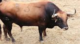 Los toros del encierro de San Fermín este 8 de julio: Herederos de José Cebada Gago, una ganadería ya de plata