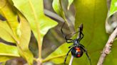 Here’s how to tell if a venomous SC spider bit you and how to treat yourself if you were