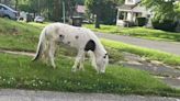Loose pony spotted on Youngstown's East Side
