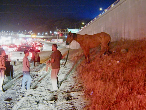 Good Samaritans rescue horse after 2 others killed on California freeway