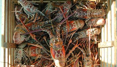 Florida spiny lobster mini-season is Wednesday, Thursday. What to know