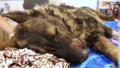 Arizona Humane Society raises rattlesnake bite awareness as 2-year-old German Shepard nears recovery