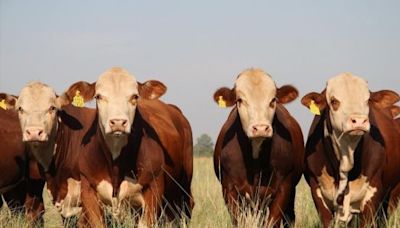 Un laboratorio argentino autorizado a desarrollar un producto clave para el campo