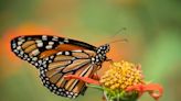 Beyond milkweed: Creating a migratory oasis for monarchs