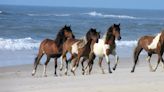 La leyenda del galeón español que llevó caballos a una isla americana es cierta