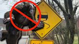 Bigfoot No Longer Crossing Hudson Valley Road