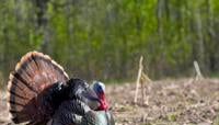 Wisconsin DNR: Preliminary totals show 4th highest spring turkey season on record