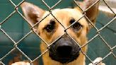 Excessive Heat Takes Toll On Shelter Pets In Miami-Dade | NewsRadio WIOD | Florida News