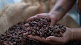 Cocoa Fluctuates as Investors Take Profit After Rally to $10,000