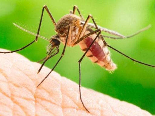 Una fascinante aventura para conocer al mosquito, el terror de nuestras noches de verano