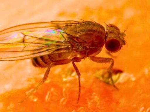 Get rid of fruit flies in 5 minutes with natural and effective homemade trap