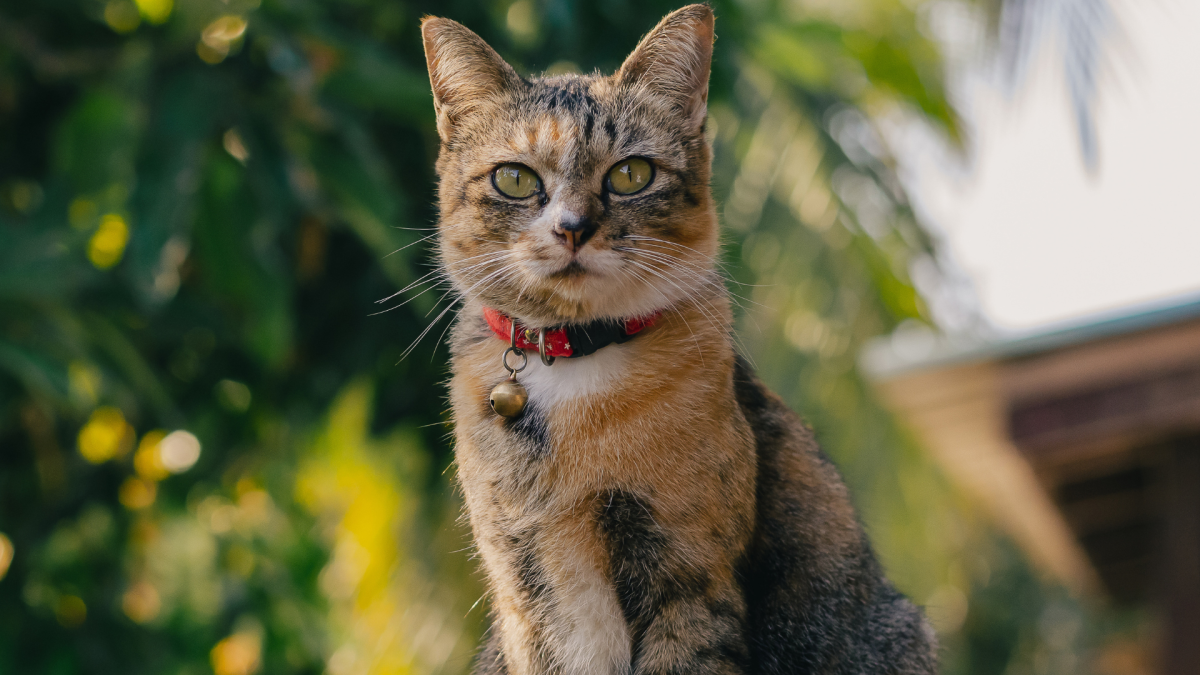 Annual 'Cat Tour' in Minneapolis Neighborhood Is the Best Thing Since Sliced Bread