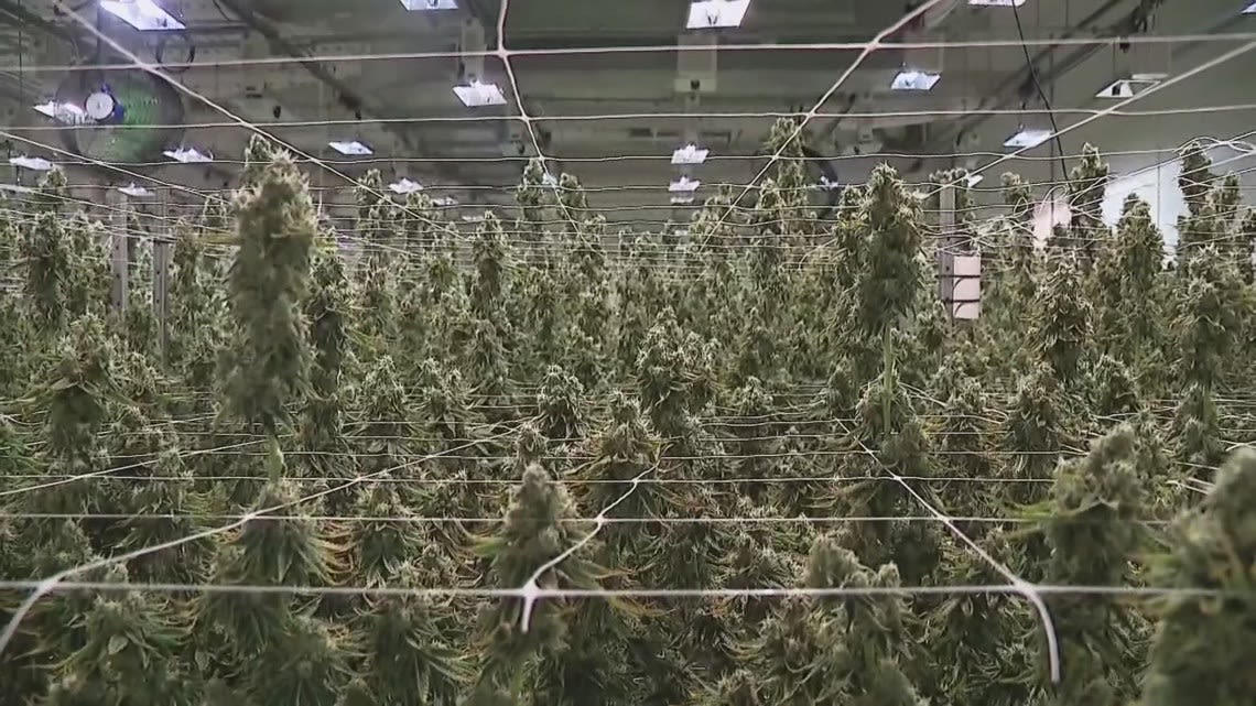 Ohio medical marijuana facility prepares for recreational use this summer