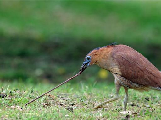 黑冠麻鷺出鏡率高 狂被問「這是什麼鳥」成別名 - 生活