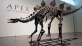 This Stegosaurus (Skeleton) Is for Sale
