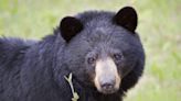DEEP uses tranquilizers to relocate mother bear and cubs from inside a Simsbury home