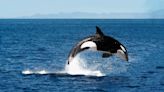 Video of Orca Whales Playing Near the Shoreline in Washington Is a Must See