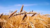 From AIM: Sawfly and midge-resistant wheat named AAC Oakman VB - AGCanada