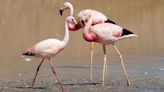 Latest outbreak of deadly bird flu kills 220 flamingos in Argentina. The virus’ global spread concerns experts