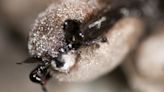 How a fungus causes deadly disease in North American bats