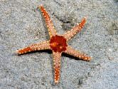 Starfish