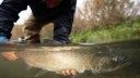 Breach or Die: It’s Time to Free the Lower Snake River and Save Idaho’s Wild Salmon