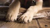 Dog behaviorist shares secret for stress-free nail clipping, and it's all in the setup