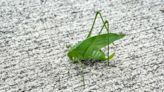 Not just cicadas: Katydids perform nightly love songs in Texas