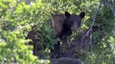 Moment black bear survives hard fall from tree after being tranquilised in Utah