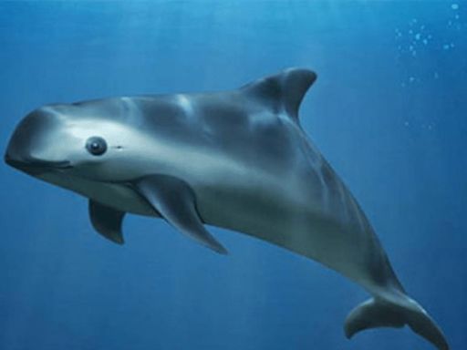 Así luce la vaquita marina, uno de los animales más curioso que tiene riesgo de extinción