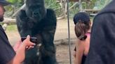 Los zoológicos de EEUU enfrentan un nuevo desafío: el interés de los gorilas por los celulares