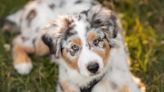 Australian Shepherd Puppies: Cute Pictures and Facts